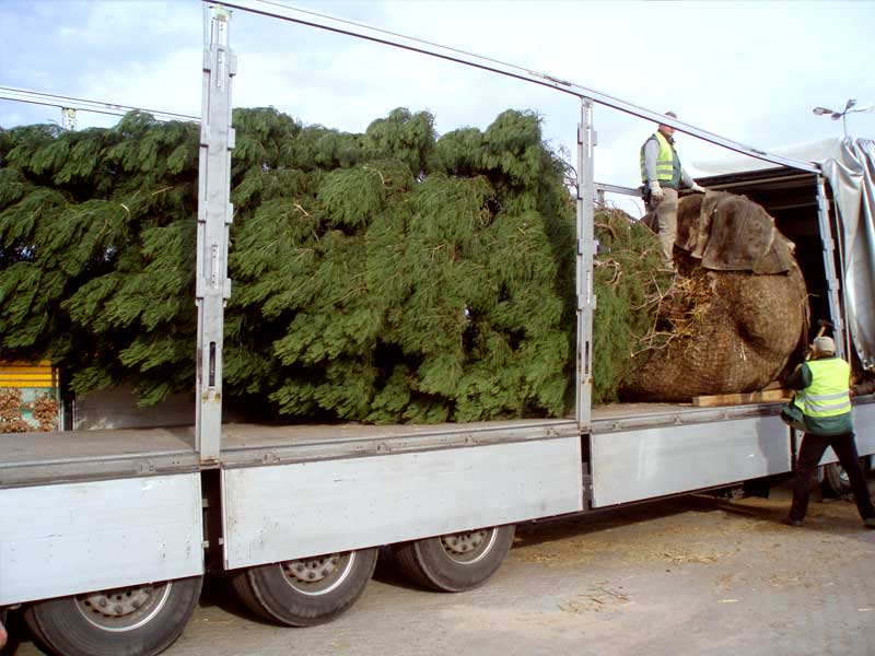 Organisation und Planung des Transports und der Logistik von 25 Sattelzügen mit Bäumen