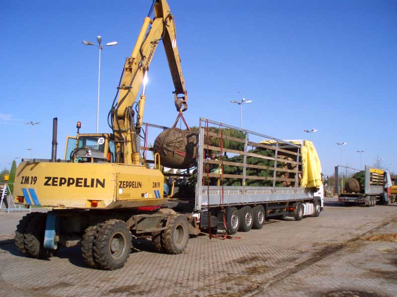Organisation und Planung des Transports und der Logistik von 25 Sattelzügen mit Bäumen